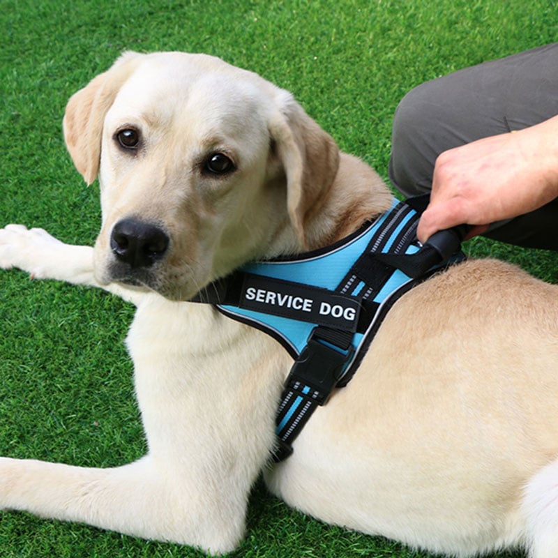 PawPop™ ControlHarness – Comfortabel Anti-Trek Hondentuig 🐕💪