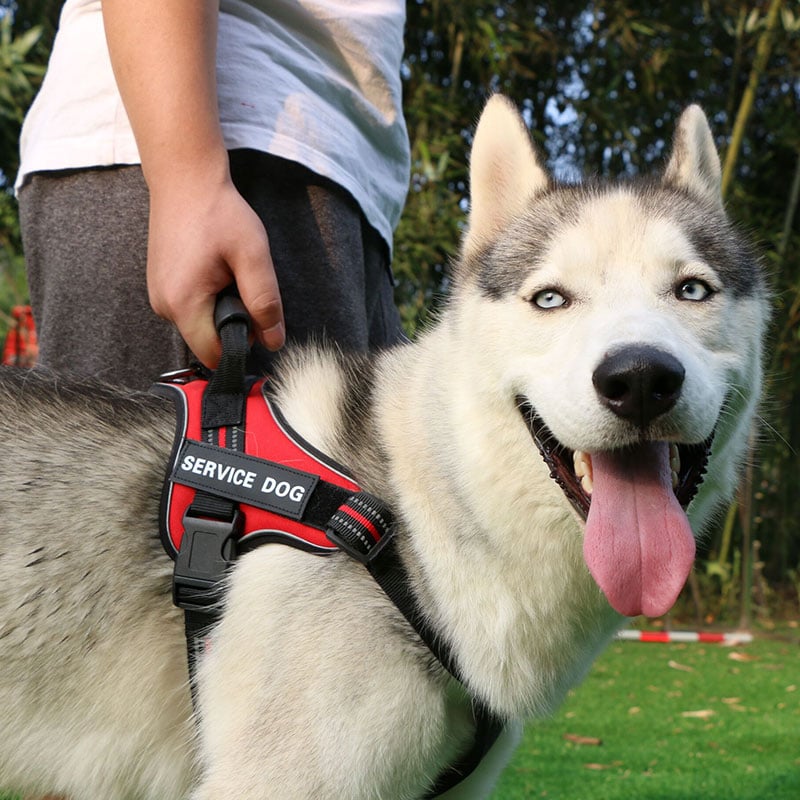 PawPop™ ControlHarness – Comfortabel Anti-Trek Hondentuig 🐕💪